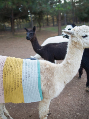 Diamond Sahara Blanket