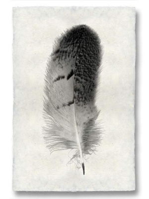 Feather #7 Print
