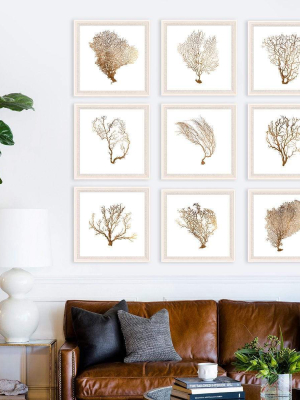 Natural Curiosities Bronze Sea Fan 1 - Wood Frame