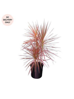 Pink Dracaena Plant