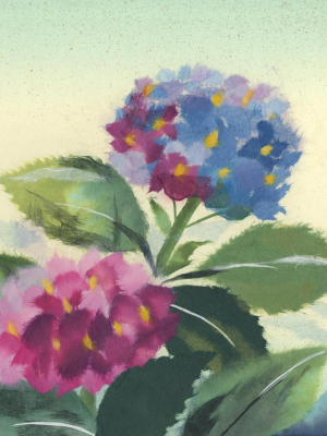 Hydrangea Ajisai