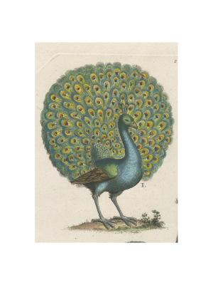 Coy Peacock