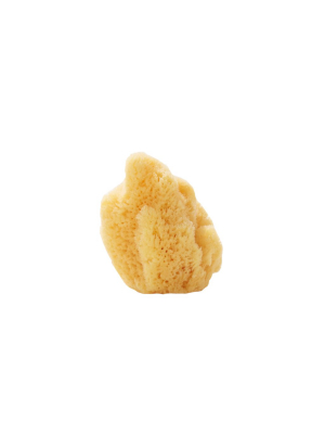 Silk Sea Sponge