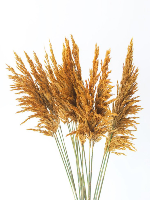 Gold Dried Plume Reed Grass - 36-40"