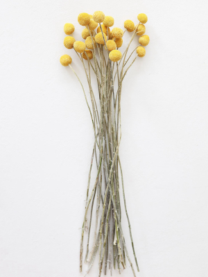 Bundle Of 25 Dried Craspedia Billy Buttons - 18-26"