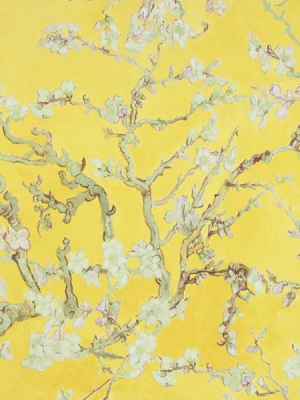 Yellow Almond Blossom Bold Floral Wallpaper By Walls Republic