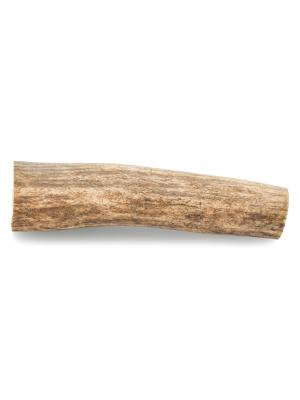 Small Whole Elk Antler (1 Count)