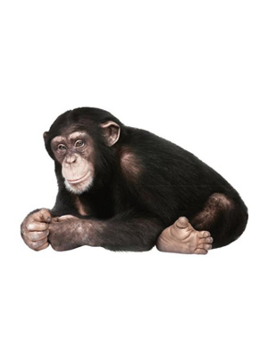 Chimpanzee Wall Sticker