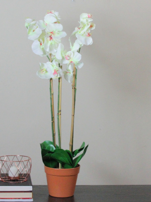 Northlight 30.5" Phalaenopsis Orchid Silk Flower Artificial Potted Plant - White/green