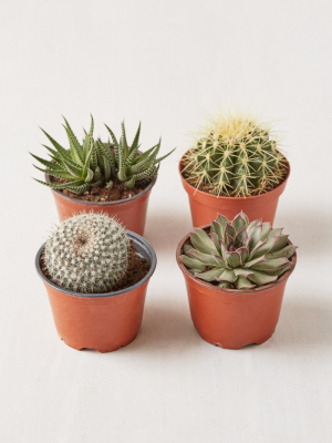 4" Live Assorted Hardy Plant - Set Of 4