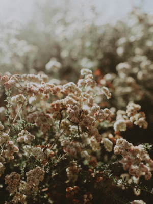 Photographic Print | Wildflowers