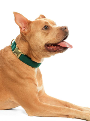 Forest Green Velvet Dog Collar