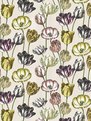 Variegated Tulips Buttermilk