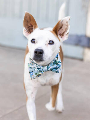 Petite Petals Blue Dog Bow Tie