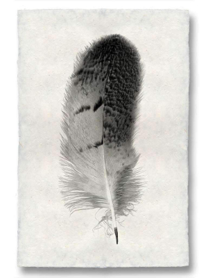 Feather Study #7 Print