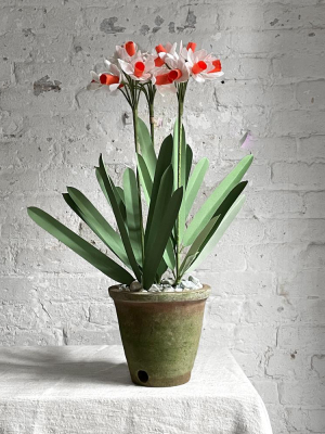 The Green Vase Potted Narcissus