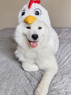 Chicken Dog Halloween Costume