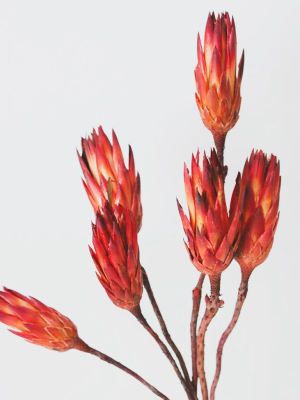 Bundle Of 6 Red Dried Protea Repens - 7-12"