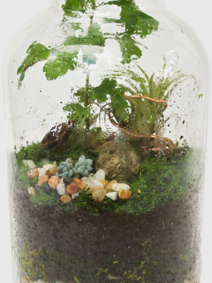 Diy Terrarium Kit