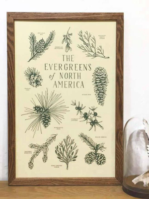 Evergreens Of North America Print
