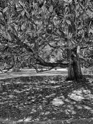 Circle Of Leaves