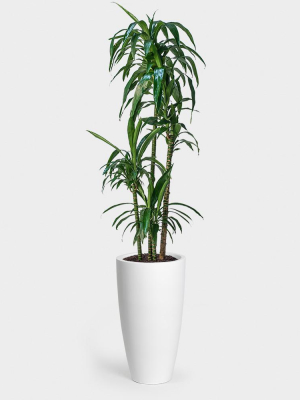 Greenery Unlimited Dracaena Lisa Cane | 10" - House For Greens