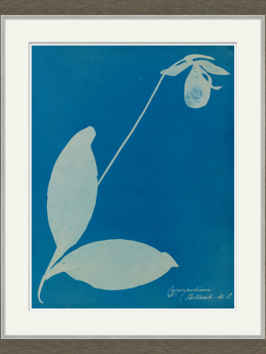 Cyanotype Design I