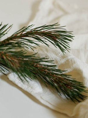 Spruce Essential Oil