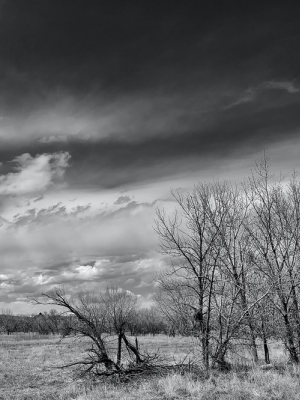 Grassland Trees