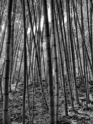 Bamboo Forest