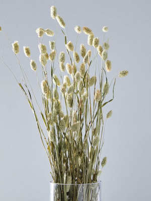 Dried White Canary Grass