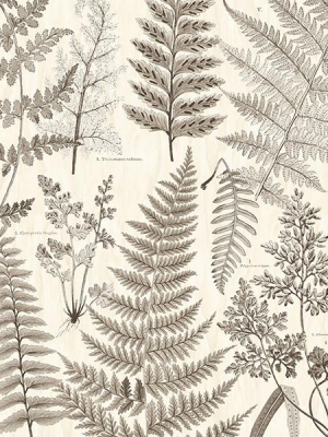 Herbarium Black Wall Mural By Eijffinger For Brewster Home Fashions