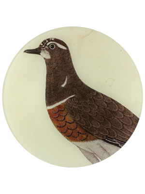 Hen Dotterel (bird Portraits) - Final Sale