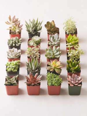 2" Live Assorted Succulents - Set Of 20