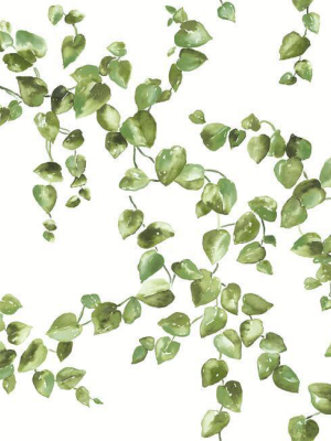 Creeping Fig Vine Wallpaper In Green From The Simply Farmhouse Collection By York Wallcoverings