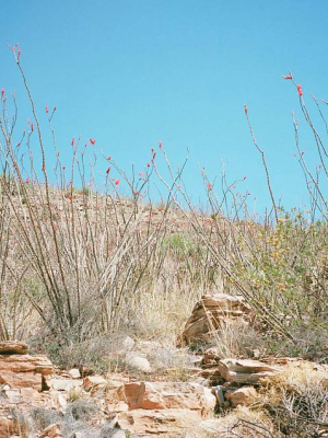 Ocotillo Eye Balm