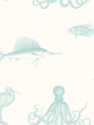 Oceania Aqua Sea Creature Wallpaper From The Seaside Living Collection By Brewster Home Fashions