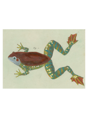 Figure 1 (frog)