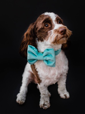 Robin's Egg Velvet Bow Tie Collar