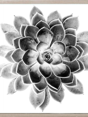 Black And White Succulent 2 Framed Artwork