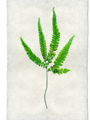 Fern #3