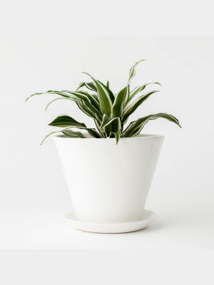 Minimal Tabletop Planter