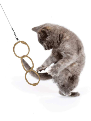 Oh! Rings Toy For Cats