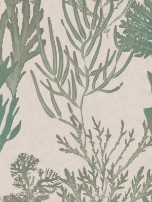 Light Corals Wallpaper In Green And Taupe From The Atoll Collection By Mind The Gap