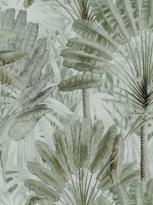 Traveller's Palm Wallpaper In Neutral From The Wallpaper Compendium Collection By Mind The Gap