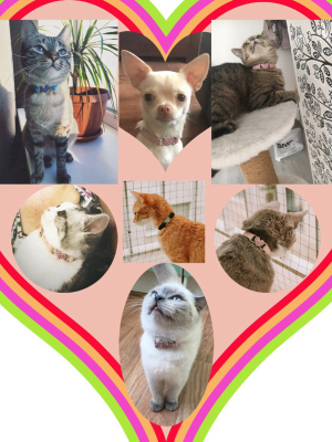 Sweetheart Pet Collars - Dog/cat