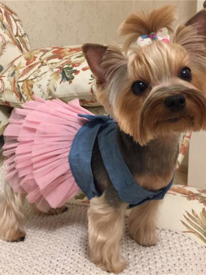 Pet Summer Beauty - Vest