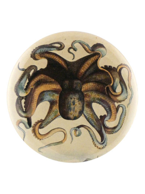 Octopus