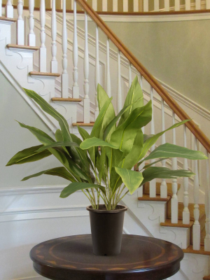 30" Garden Accents Artificial Aspidistra Plant - National Tree Company