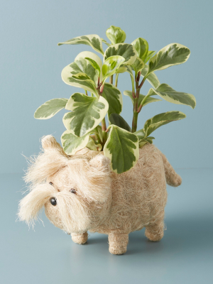 Westie Planter